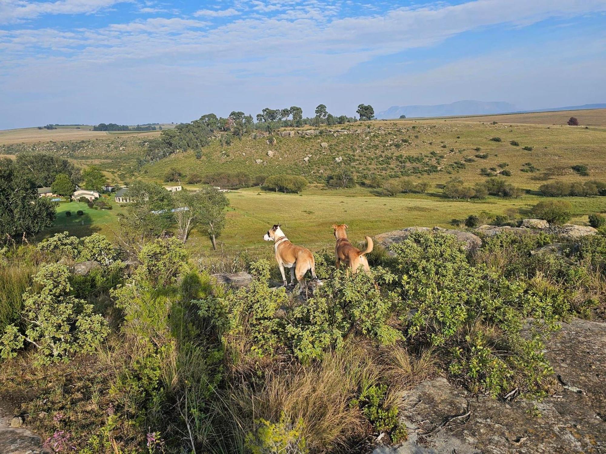 Oban Farm Stay Van Reenen Exterior photo